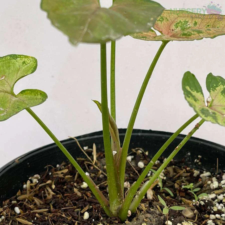 Syngonium Neon Plant - Pink Veins