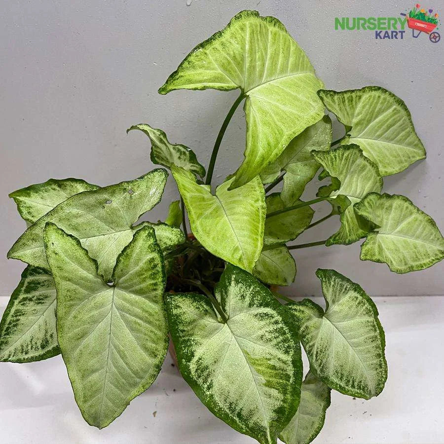 Syngonium Podophyllum Plant - Goosefoot Plant