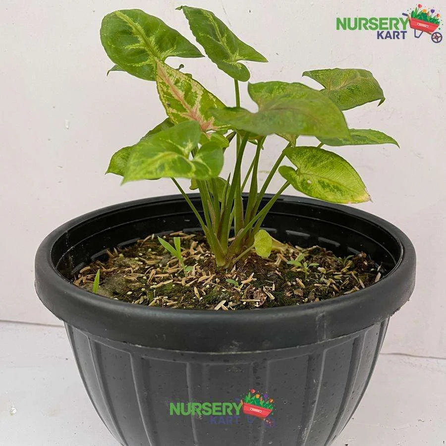 Syngonium Red Veins Plant