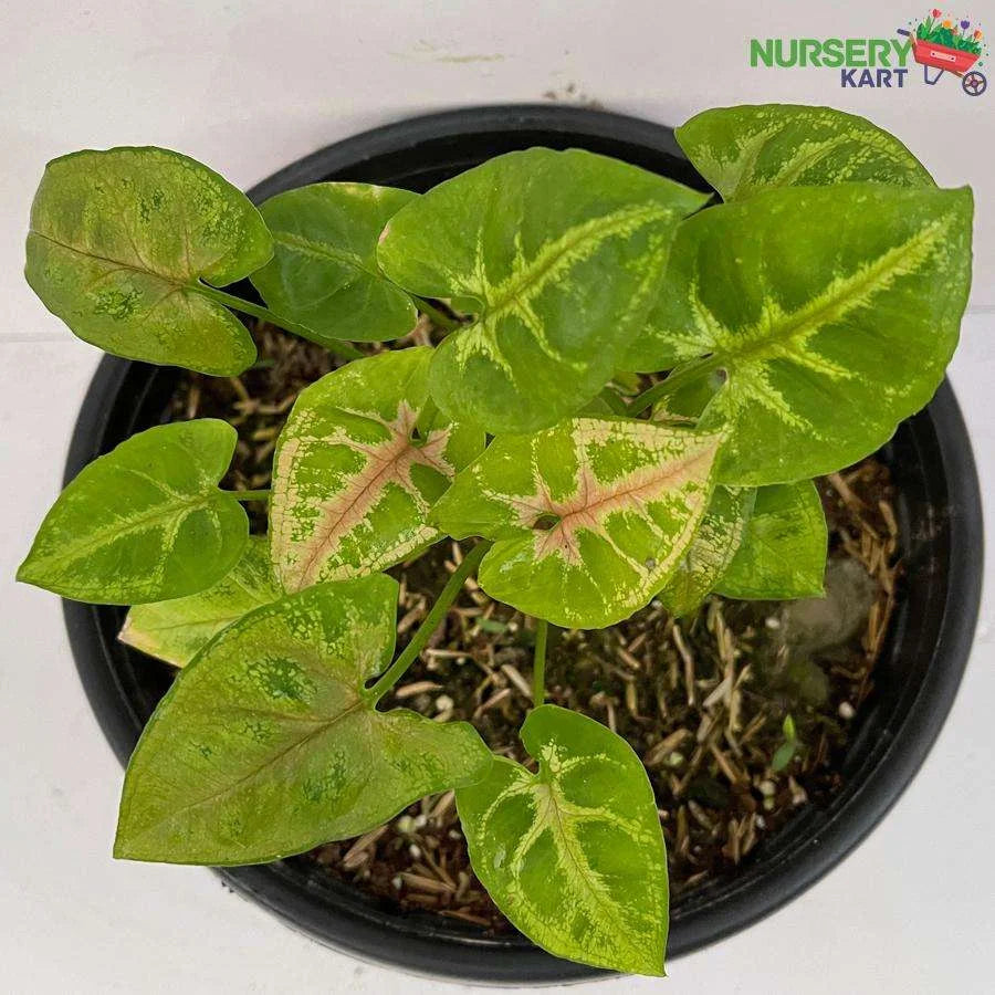 Syngonium Red Veins Plant