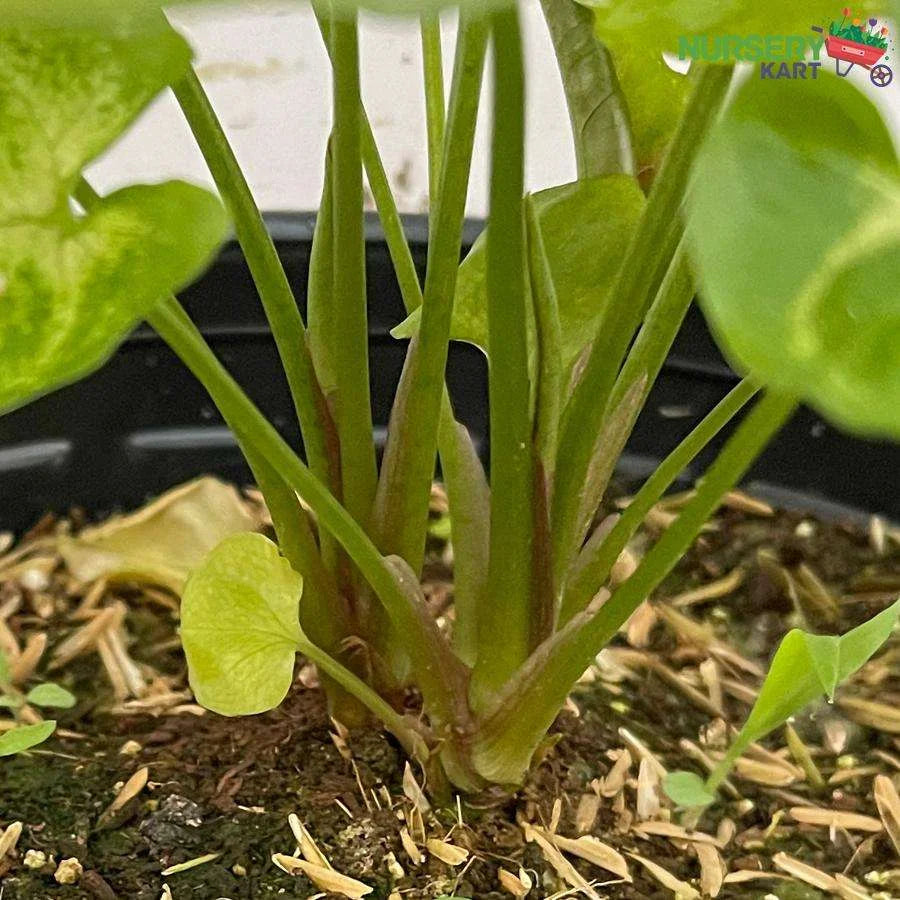 Syngonium Red Veins Plant