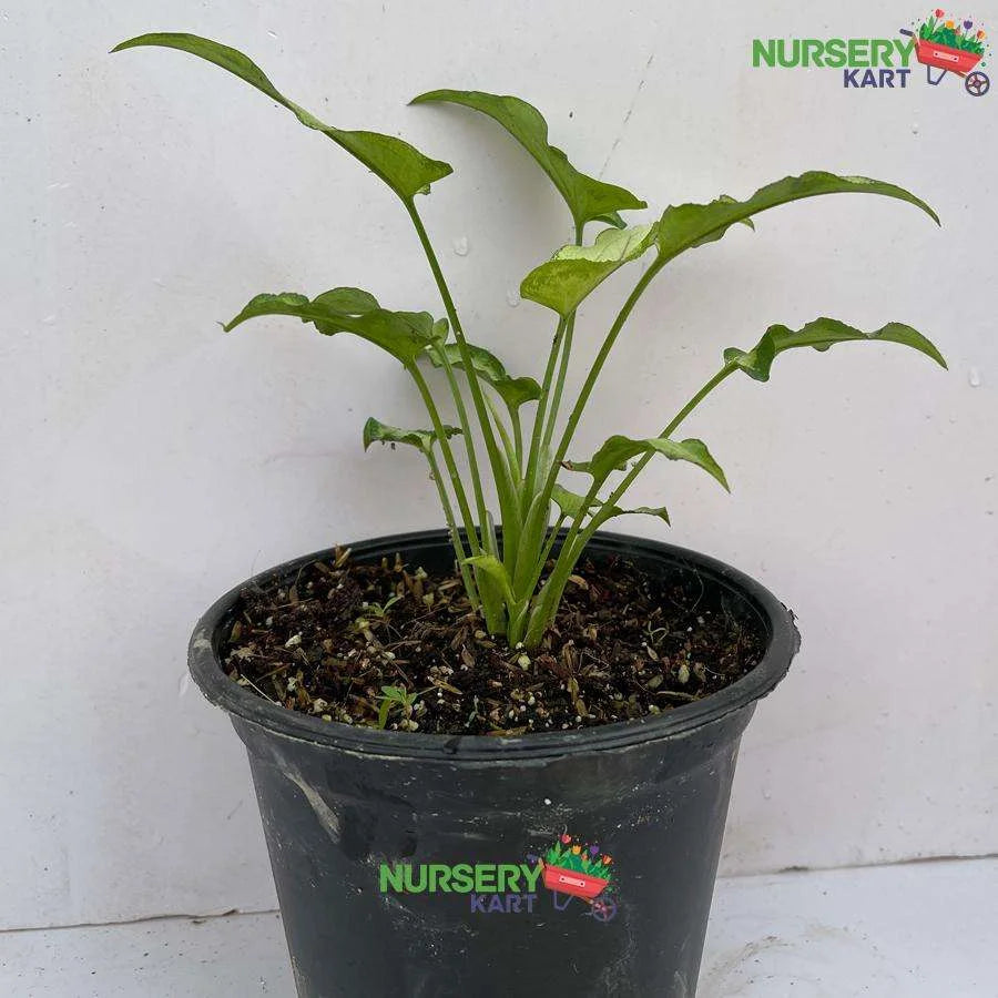 Syngonium Slim Shady Plant - Berry Allusion Plant