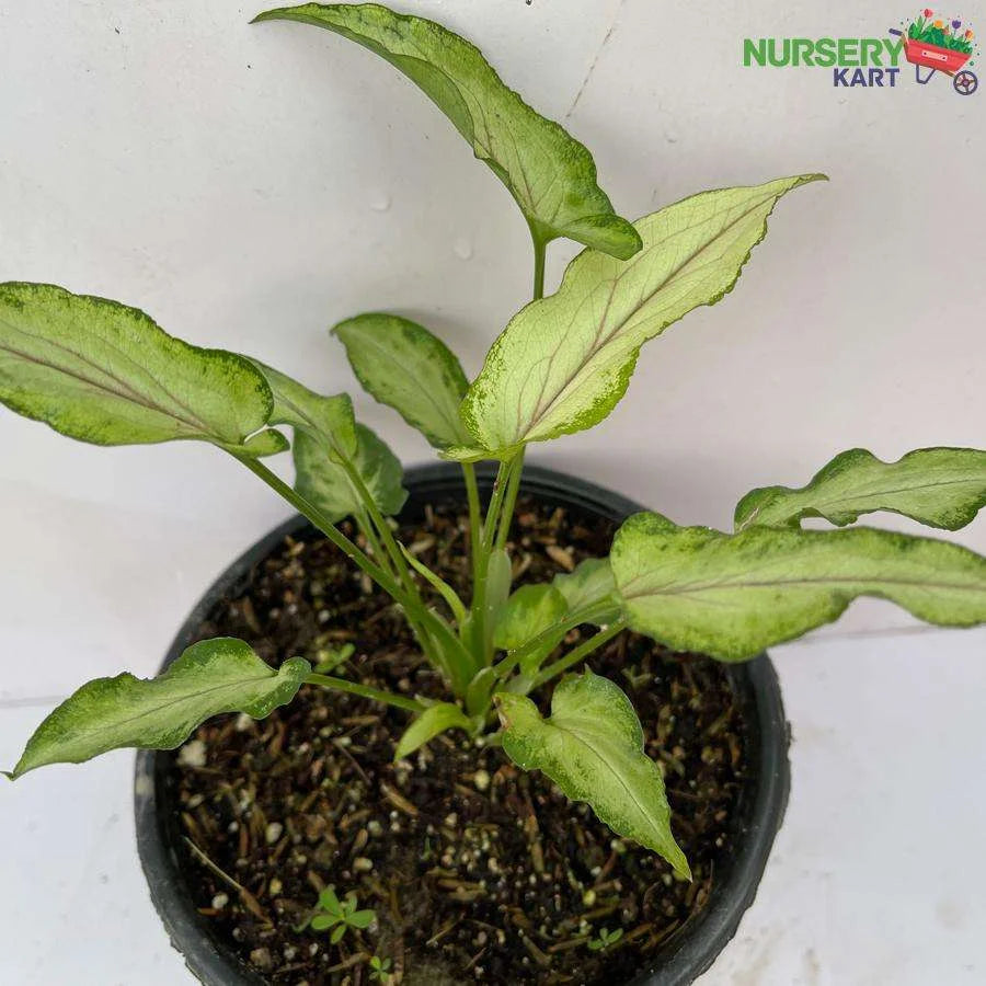 Syngonium Slim Shady Plant - Berry Allusion Plant