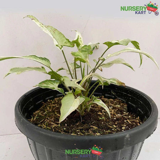 Syngonium Starlite Plant Variegated