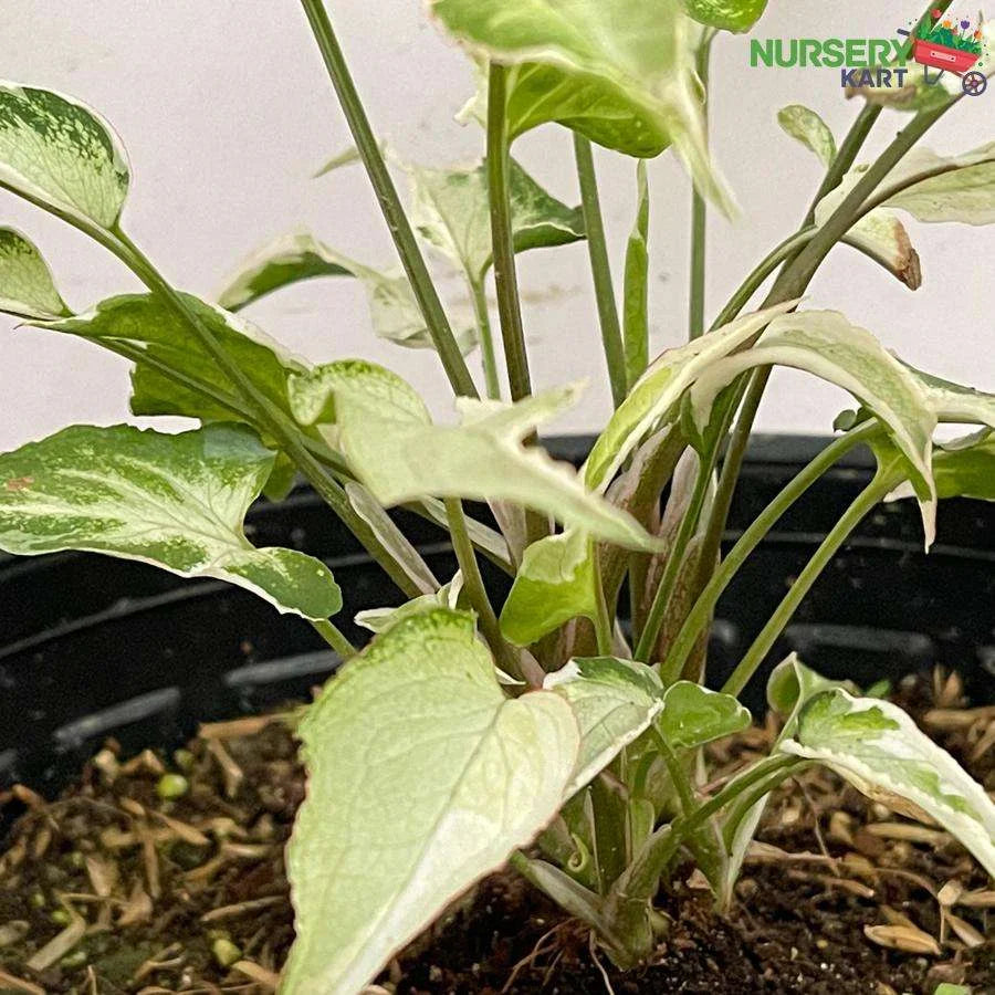 Syngonium Starlite Plant Variegated