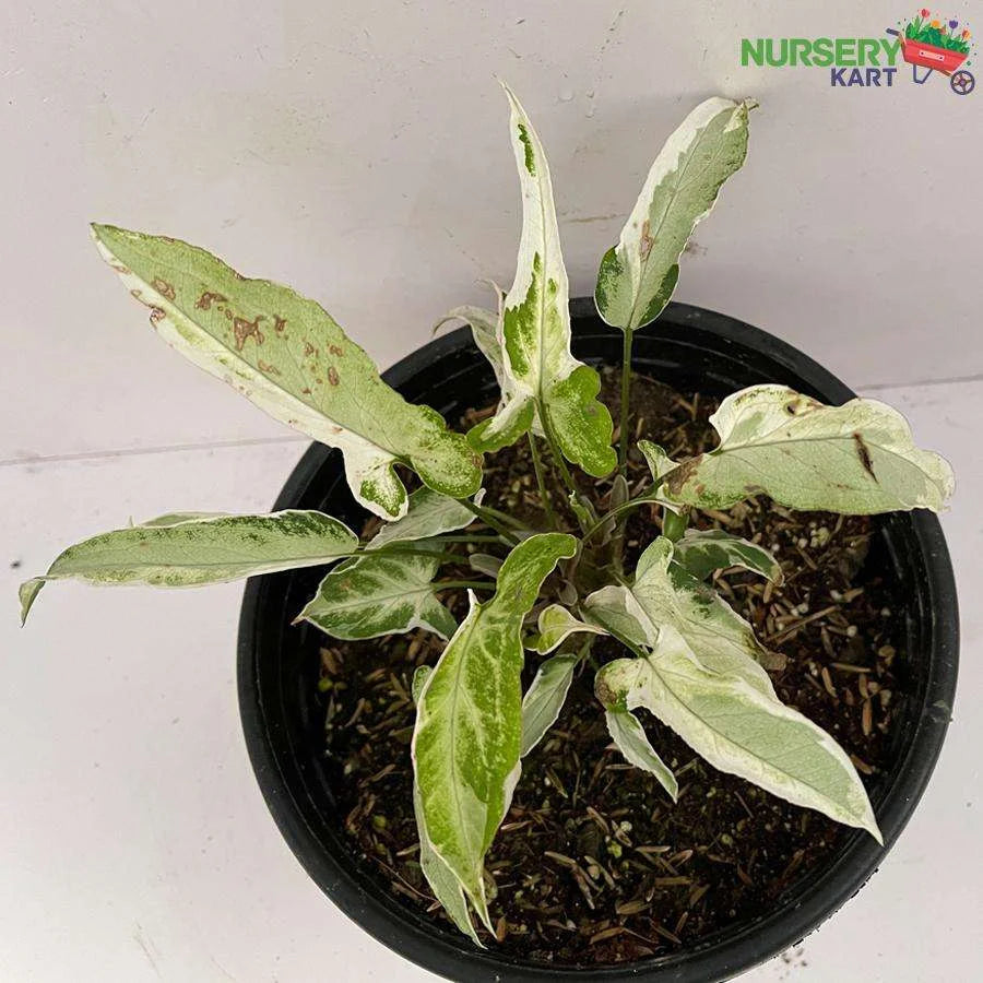 Syngonium Starlite Plant Variegated