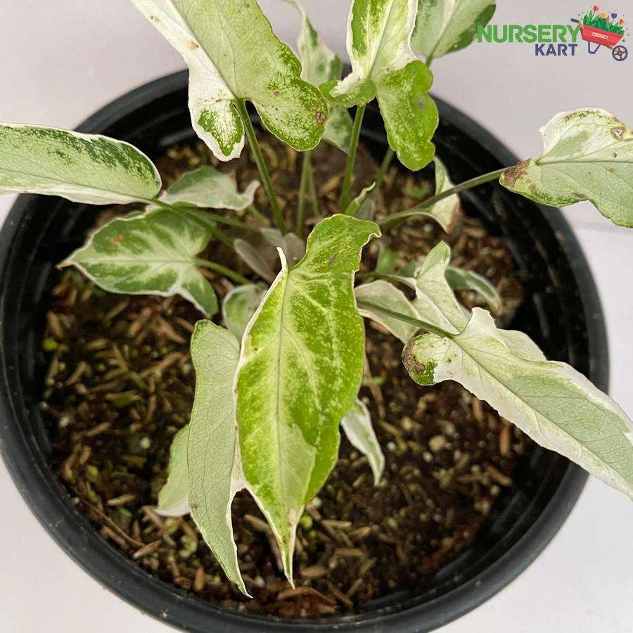 Syngonium Starlite Plant Variegated