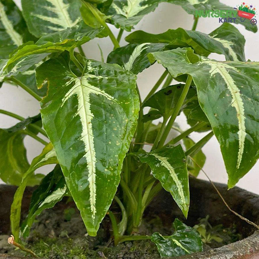 Syngonium Weindlandii Plant