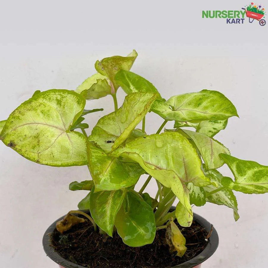 Syngonium Variegated Plant Yellow Neon