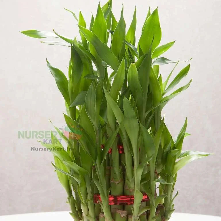 Lucky Three Layer Bamboo Plant