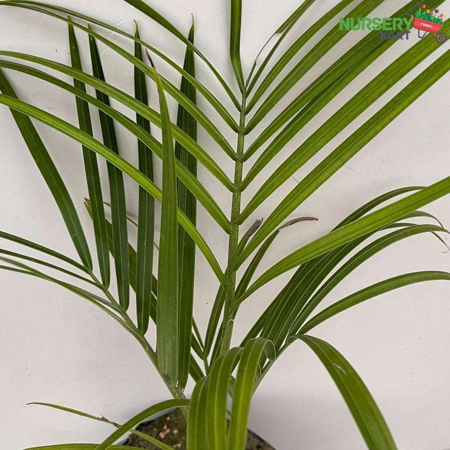 Triangle Palm Tree (Dypsis Decaryi Plant)