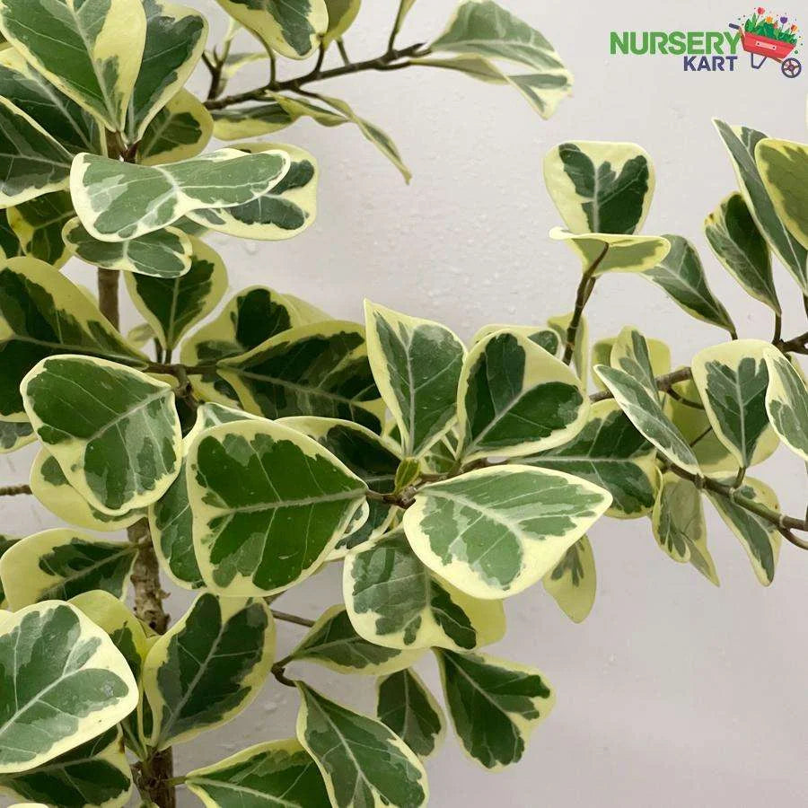 Triangularis Ficus Variegata Plant, The Sweetheart Tree, LushGreen