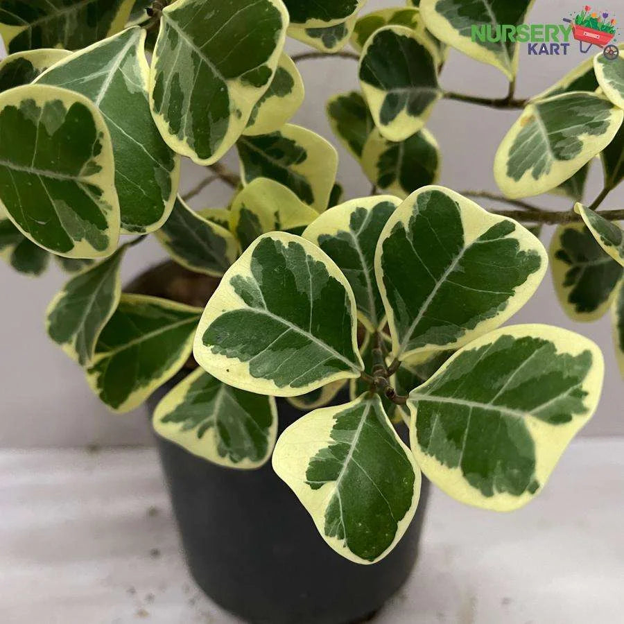 Triangularis Ficus Variegata Plant, The Sweetheart Tree, LushGreen