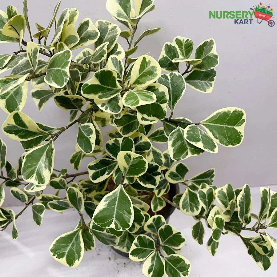 Triangularis Ficus Variegata Plant, The Sweetheart Tree, LushGreen