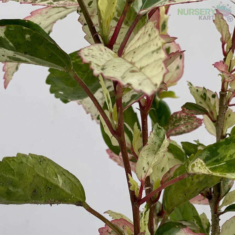 Variegated Hibiscus Plant  - Gumamela Pink Variegated Plant