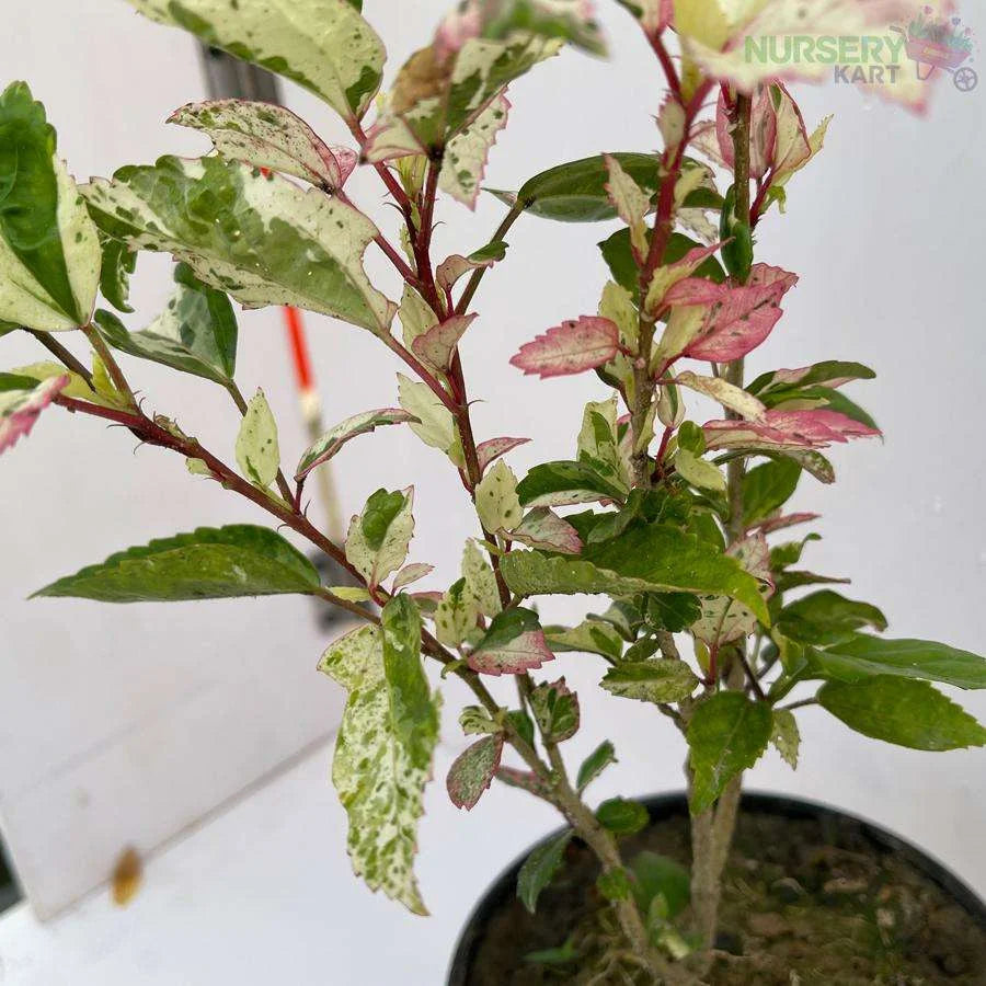 Variegated Hibiscus Plant  - Gumamela Pink Variegated Plant