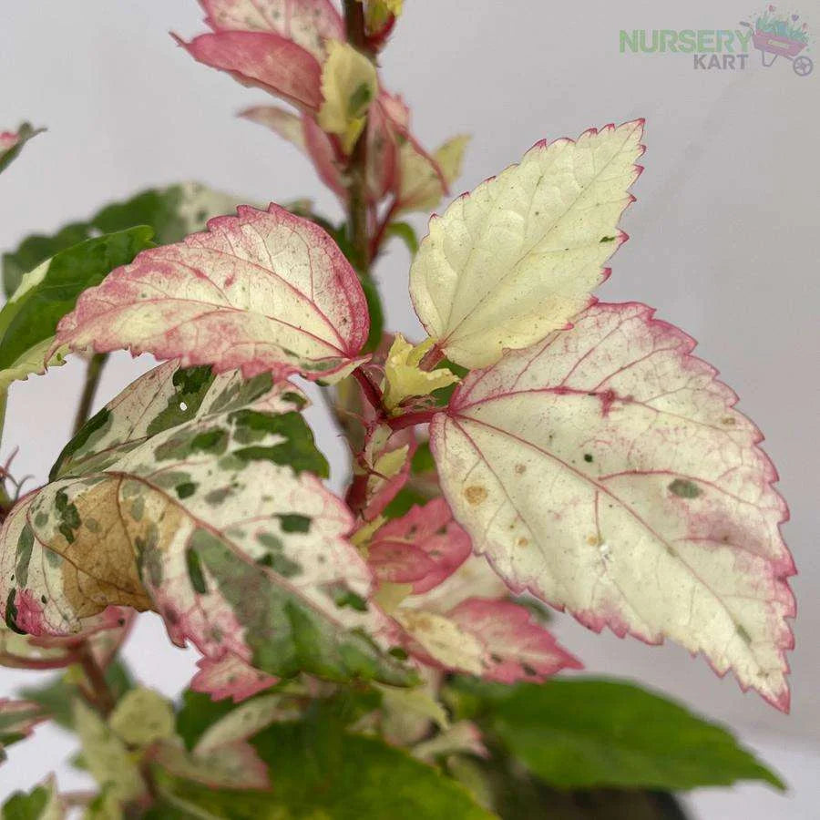 Variegated Hibiscus Plant  - Gumamela Pink Variegated Plant