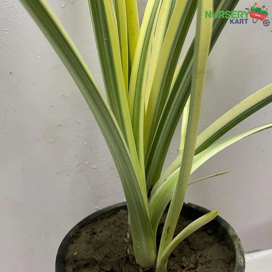 Variegated Spider Lily Plant