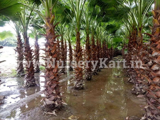 Washingtonia Palm Tree