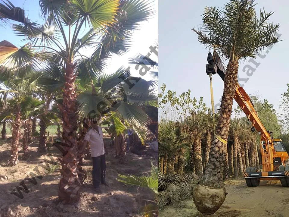 Washingtonia Palm Tree