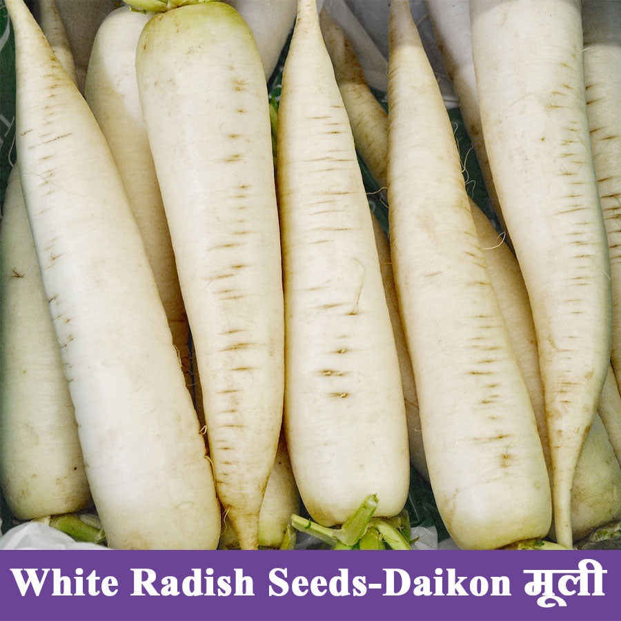 White Radish Seeds Daikon मूली