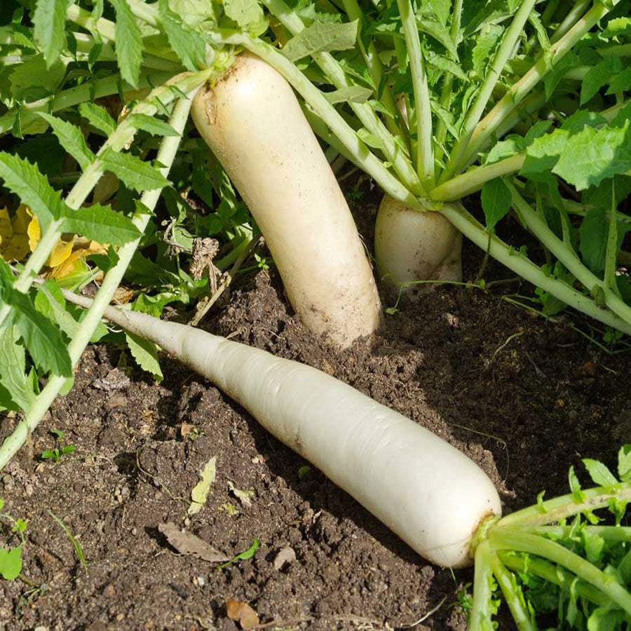 White Radish Seeds Daikon मूली