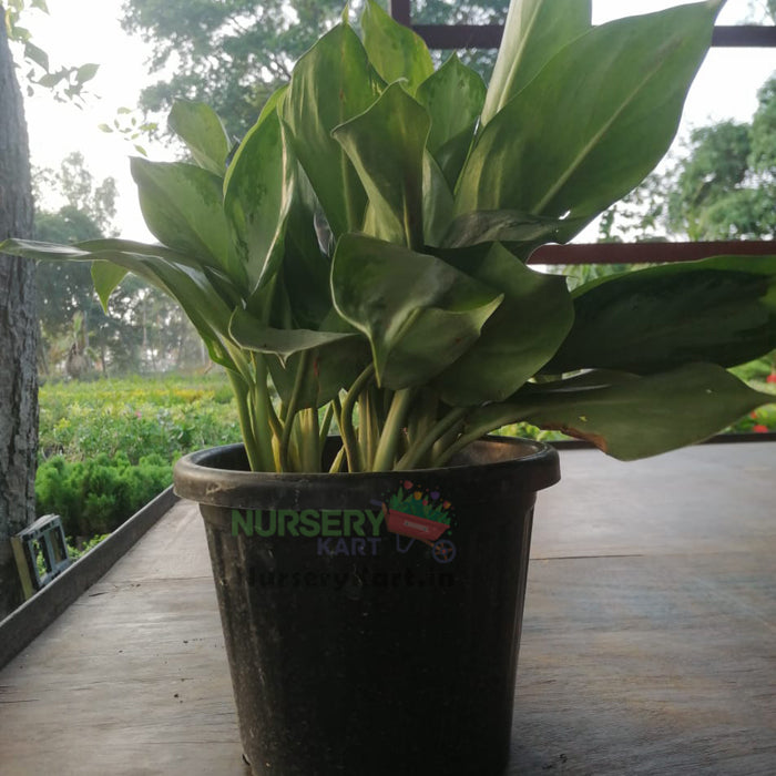 Aglaonema Plant