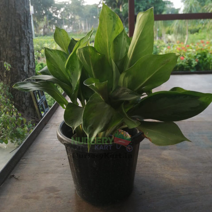 Aglaonema Plant