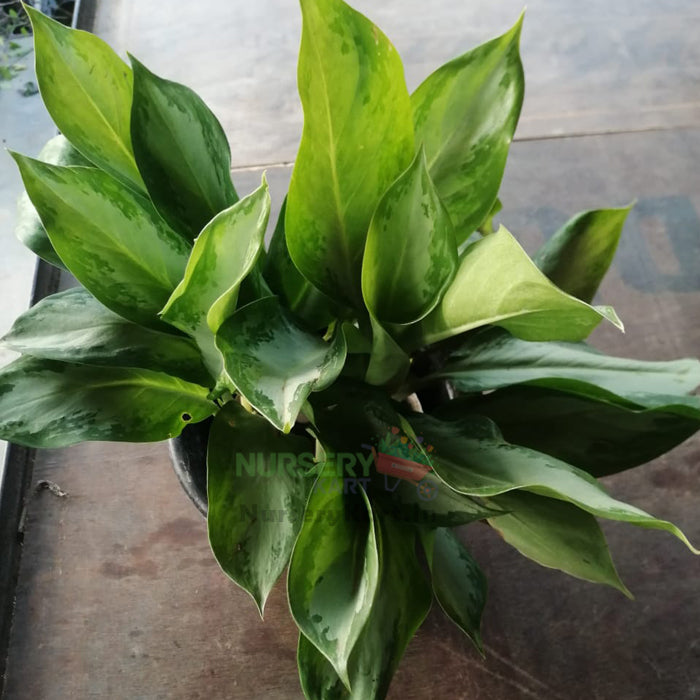 Aglaonema Plant