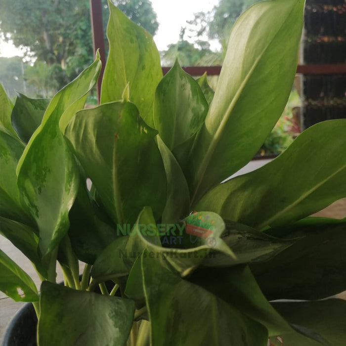 Aglaonema Plant