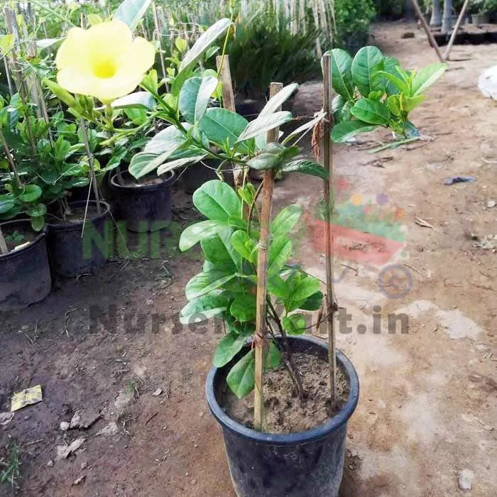 Allamanda Creeper Plant (Yellow)