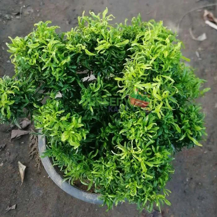 Aralia Plant with Plastic Pot