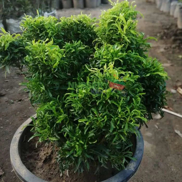 Aralia Plant with Plastic Pot