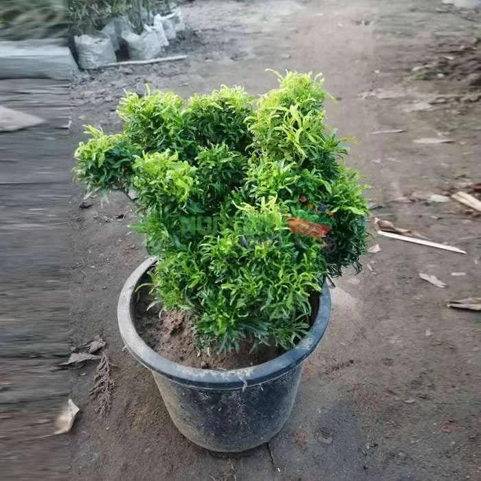 Aralia Plant with Plastic Pot