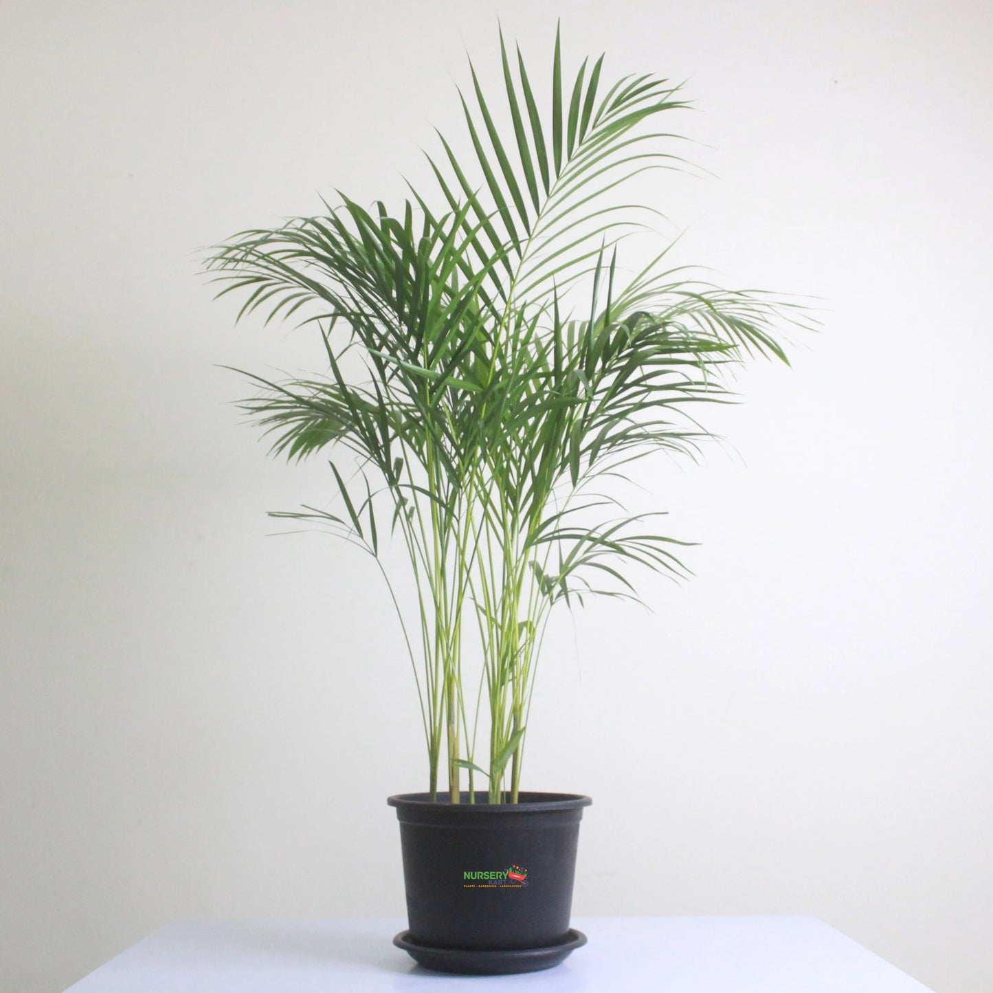 Areca Palm - Chinese Palm