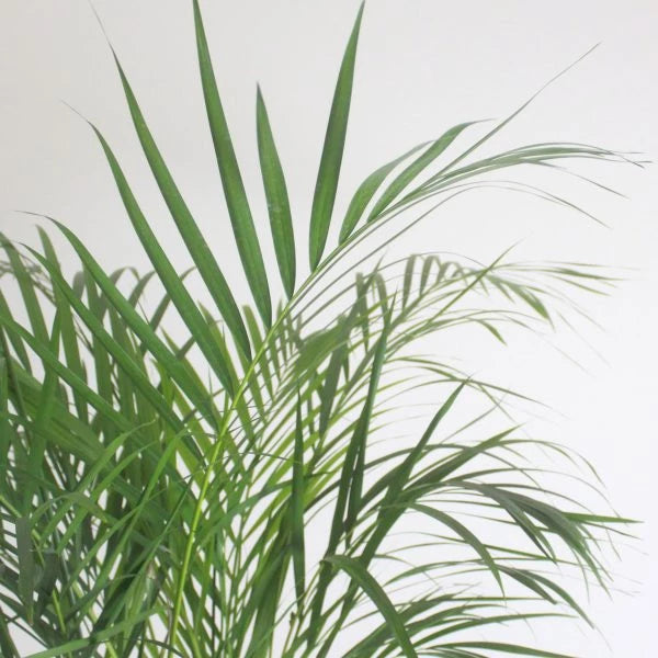 Areca Palm - Chinese Palm