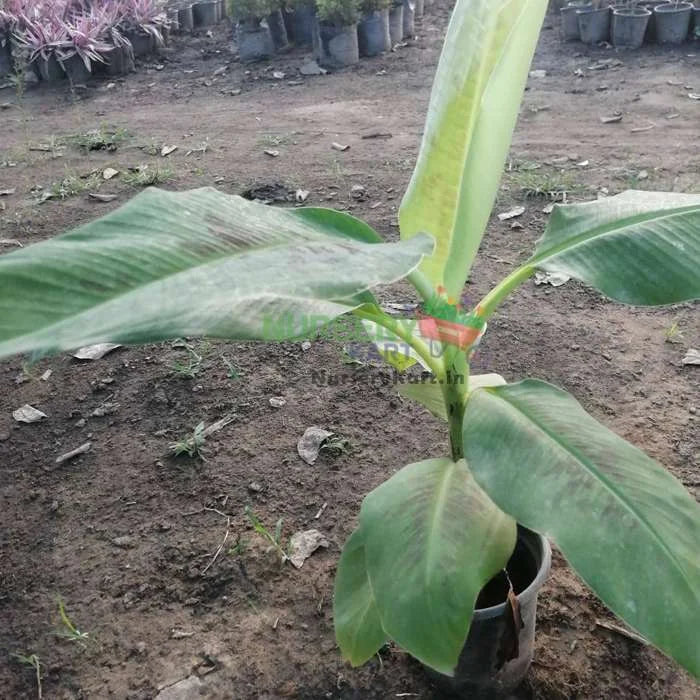 Hybrid Banana Plant - G9 - Kela