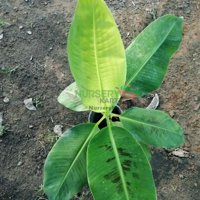 Hybrid Banana Plant - G9 - Kela