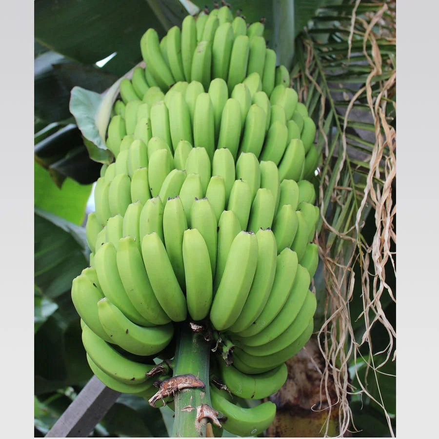 Banana Tree Plant - Kela Plant