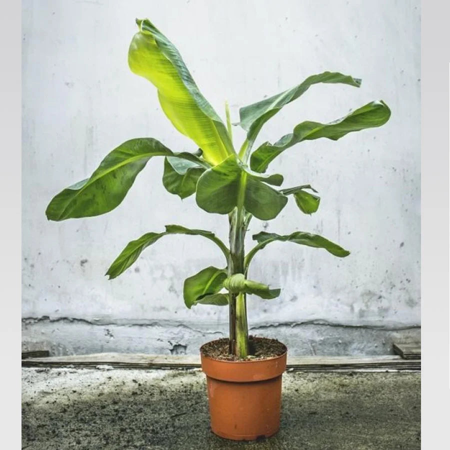 Banana Tree Plant - Kela Plant