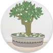 Bonsai Plants