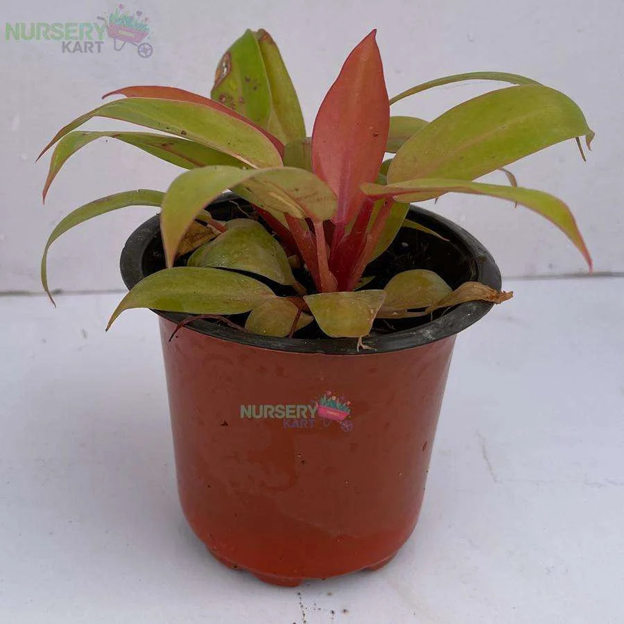 Philodendron Pink Plant - Prince Of Orange Plant