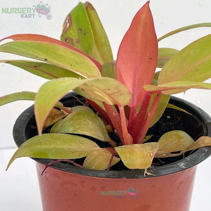 Philodendron Pink Plant - Prince Of Orange Plant