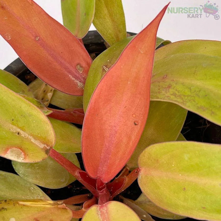 Philodendron Pink Plant - Prince Of Orange Plant