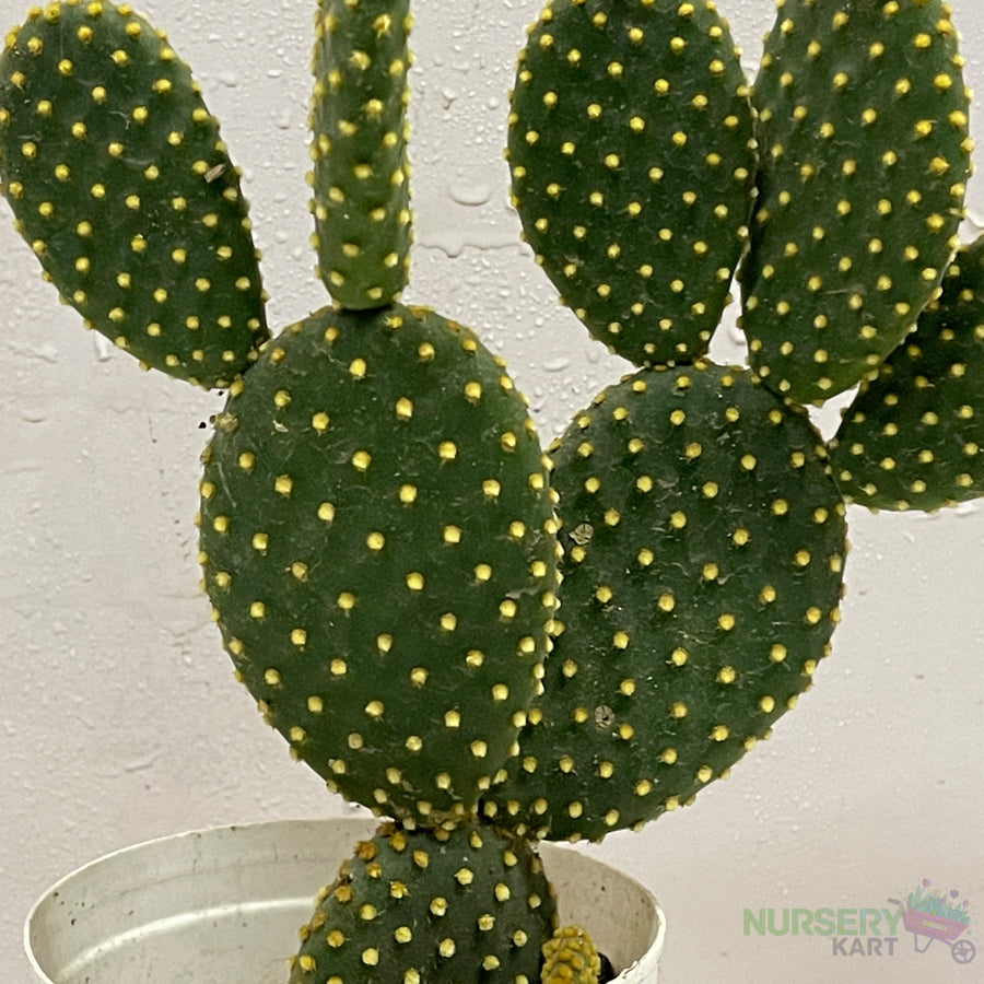 Bunny Ears Cactus - Yellow