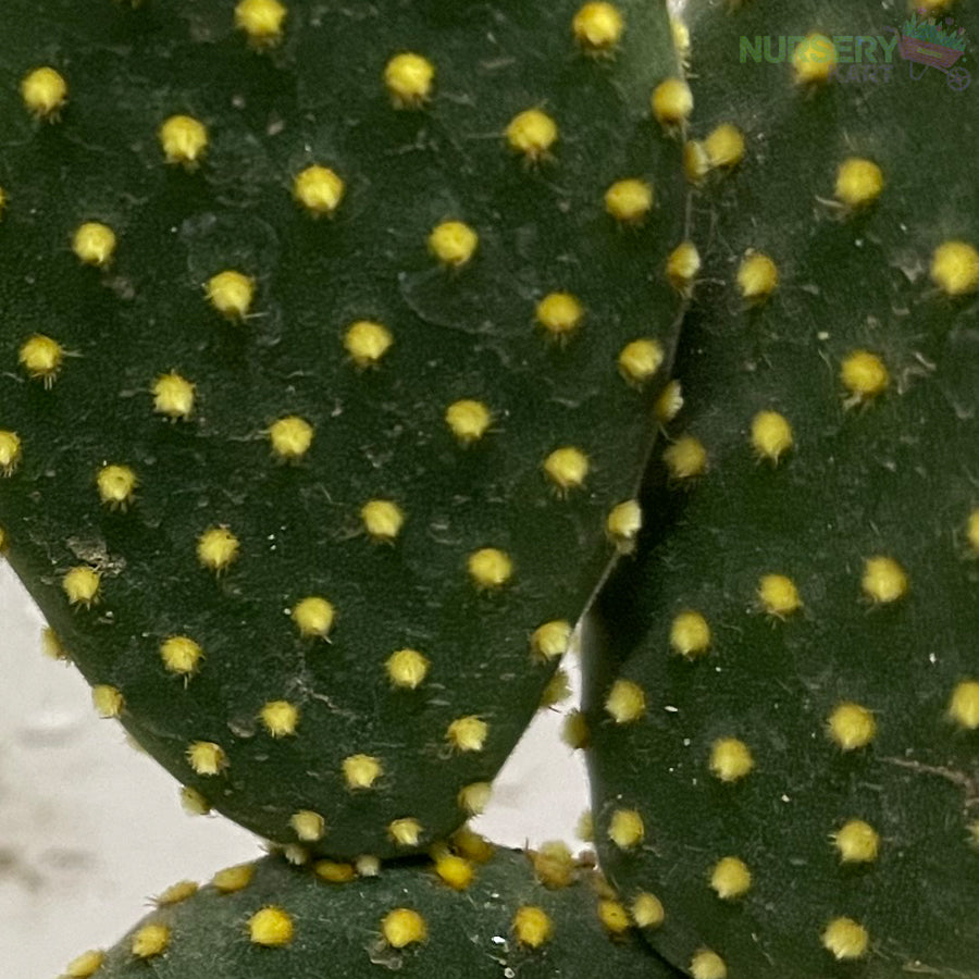 Bunny Ears Cactus - Yellow