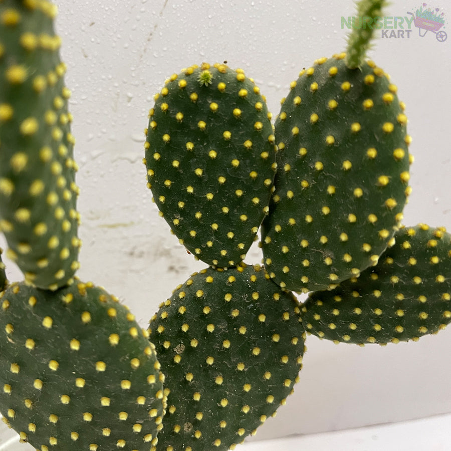 Bunny Ears Cactus - Yellow