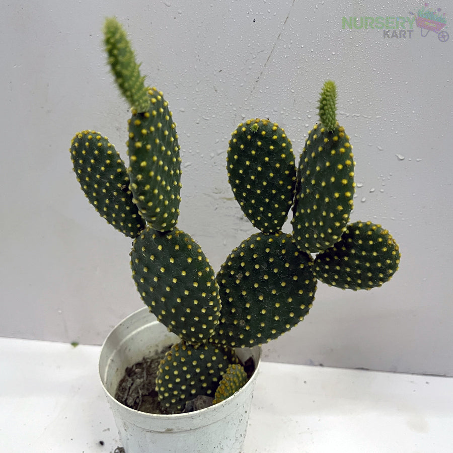 Bunny Ears Cactus - Yellow