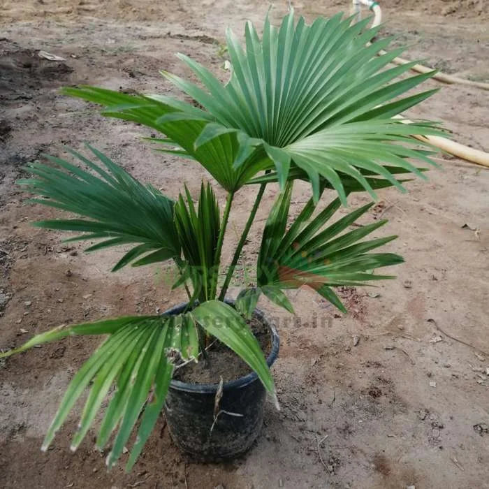 Chinese Fan Palm Plant