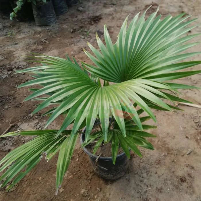 Chinese Fan Palm Plant